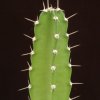 Dendrocereus_undulatus